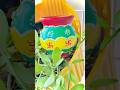 #kalash #painting #diwali #diwalispecial #ganesh #lakshmi #puja #rituals #shortvideo #2025 #reels