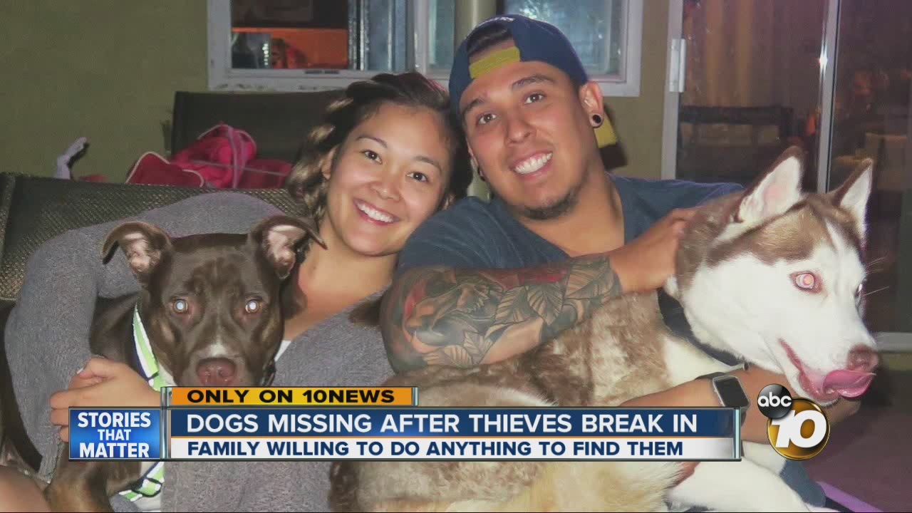 Dogs missing after thieves break in - YouTube