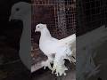 Fantail pigeon for sale #onlinetota #babyparrot #birdsmarket #parrotmarket #gujratparritmarket