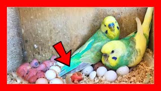 When are Australian Parakeets born?  How to breed parakeets