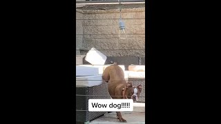 Owner catches dog peeing on couch