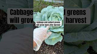 Cabbage and collard greens will grow back after harvest #gardening #garden