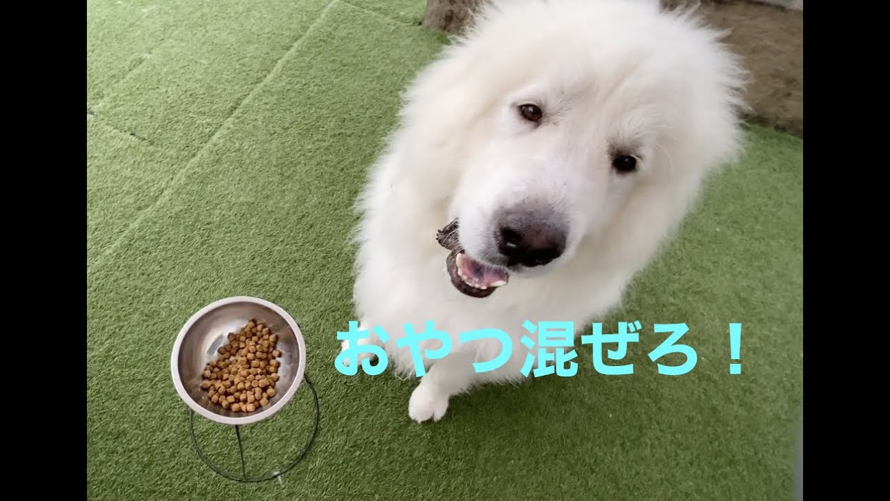 賢いグレートピレニーズ　ついつい甘やかしてしまいます。