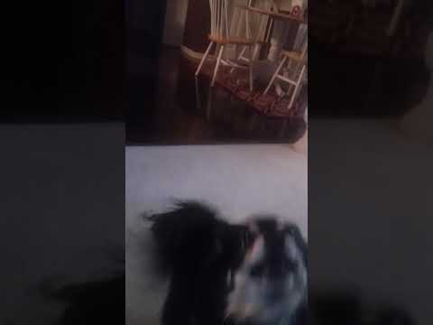 camera iphone 8 plus apk March 28, 2018