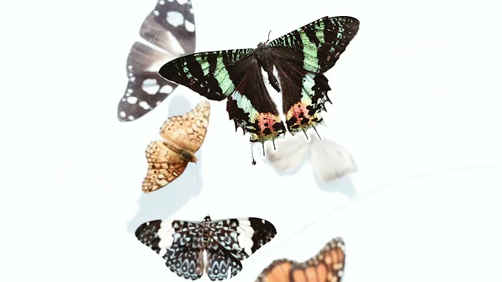 Olive's outrageous movie about Nature - Butterflies!
