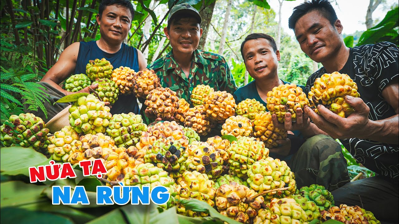Thu hoạch Na Rừng 2024