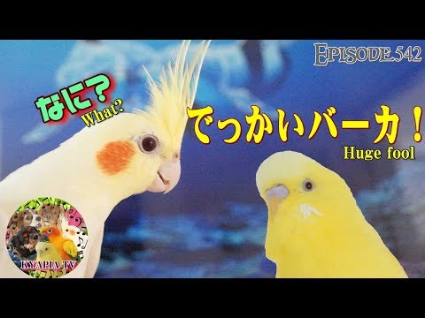 悪口と文句たらたら喋るセキセイインコにオカメインコは 542 Talking Budgie Complained To Cockatiel Youtube