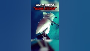 How to survive "Shark Attack"