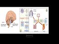 Doç. Dr. Emin ŞENGÜL- Asit-Baz Dengesi Fizyopatolojisi- 22.05.2020