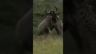 Cheetah Coalition vs. Wildebeest! #cheetah #wildlife #hunting