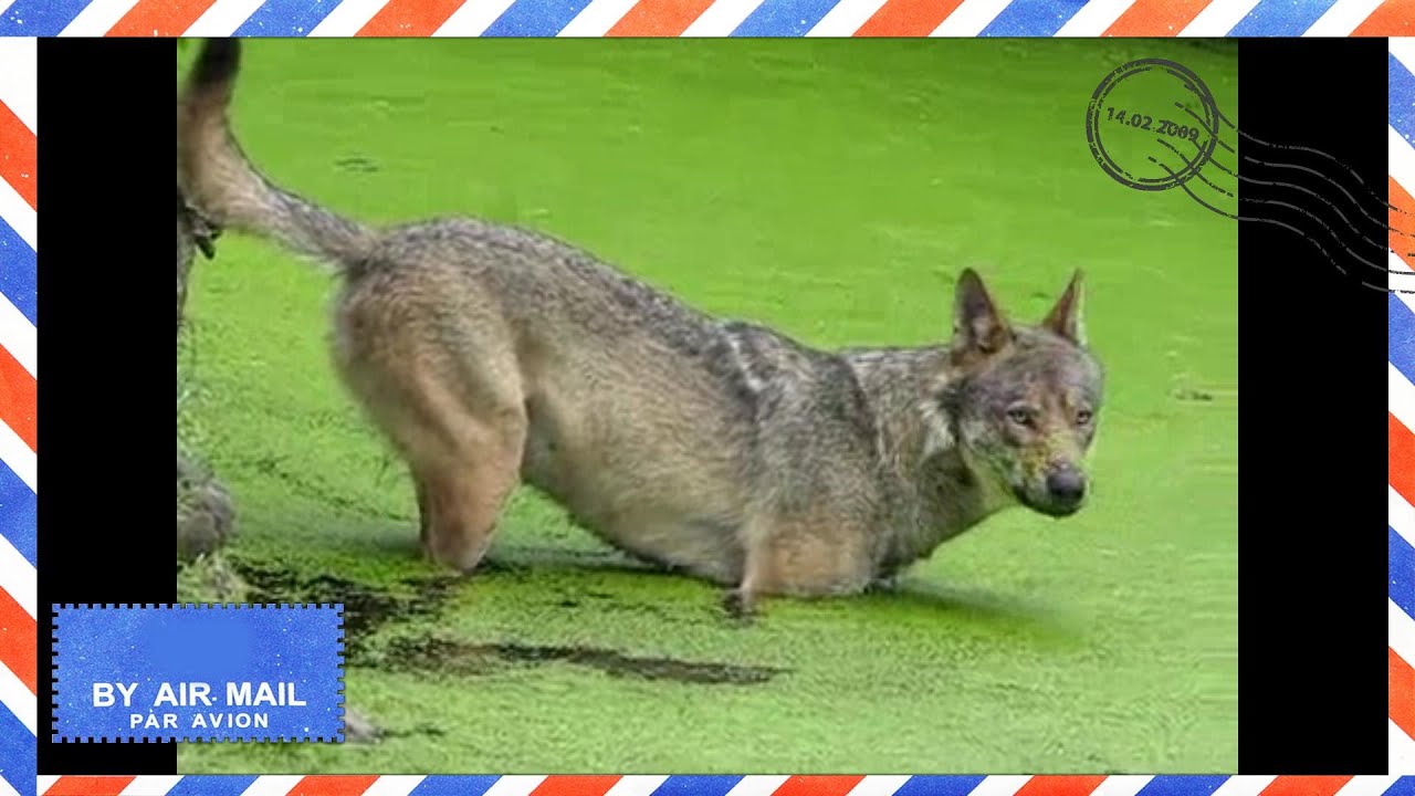 Copenhagen Zoo Denmark - A wolf in the pond - Copenhagen attractions - Zoologisk have i København