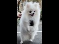 風の強い日ポメラニアンはこうなります...