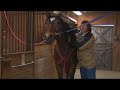 Equine Neck Massage
