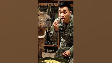 Capybara và trò hài hước  #capydethuong #phimhay #animals