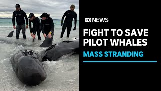 More than 50 pilot whales die after mass stranding | ABC News