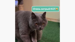 Говорящий Умный Кот 😻 Смешные Реакции Кота🥰 Милое Видео 🥰