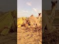 لقطة مميزة لفتاة تهتم بجمل في صحراء ثر عند الغروب صحراء ثر جمل فتاة غروب استرخاء طبيعة حياة