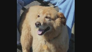 Wolf Kills Dog Walking Off-Leash Near Duluth