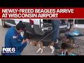LIVE: Ridglan Farms beagles: Dogs headed for shelters in New York, Virginia | FOX6 News Milwaukee
