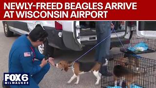 LIVE: Ridglan Farms beagles: Dogs headed for shelters in New York, Virginia | FOX6 News Milwaukee