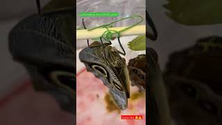 Famous closeup of hanging moths. #moths #entomology #butterfly #bugs #shorts Wealth