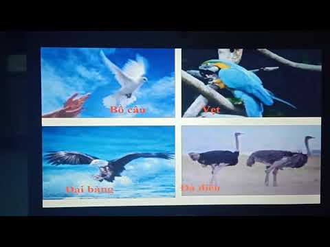 Mở rộng vốn từ về loài chim