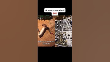 Thumbnail of Modern Biology - A Mushroom Music Duet! 🍄✨🍄 myco transmissions #music #shorts #synth #mushroom