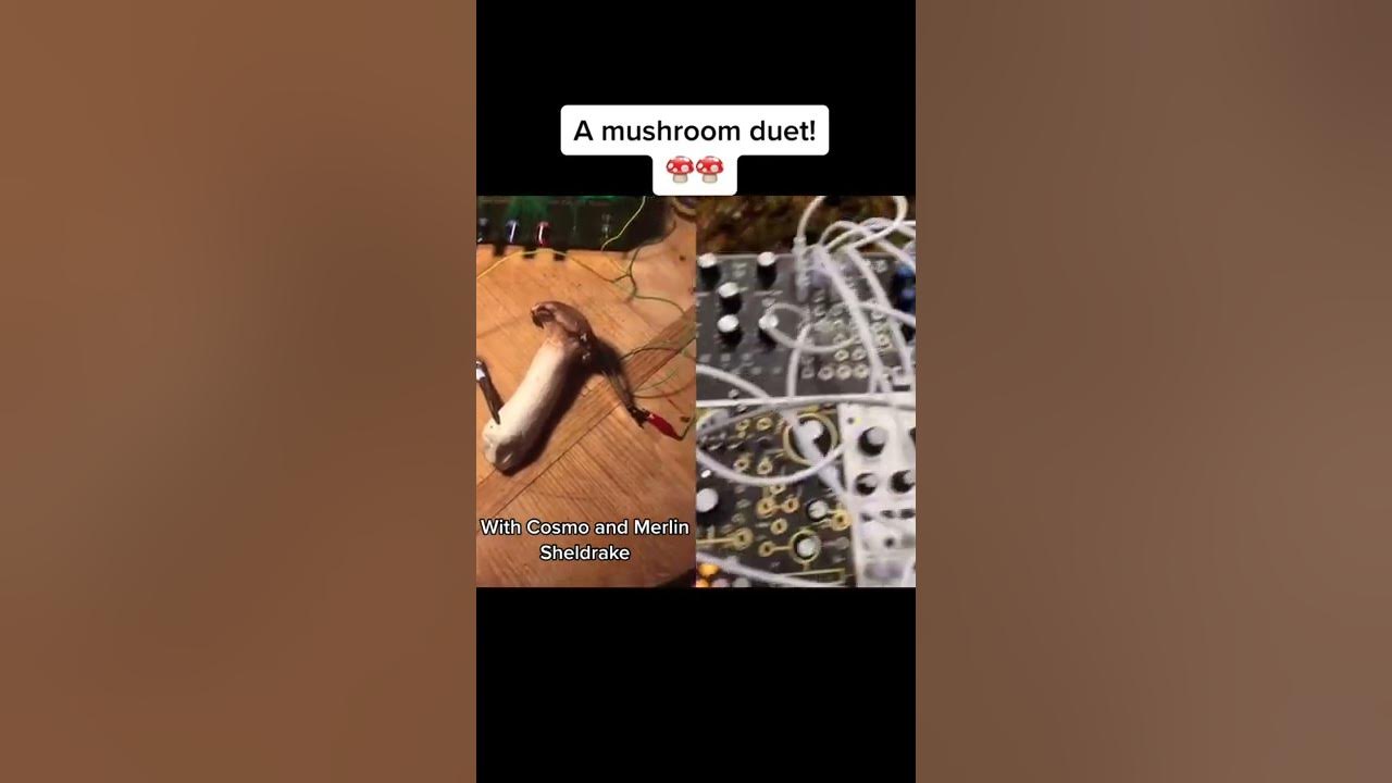 Modern Biology - A Mushroom Music Duet! 🍄✨🍄 myco transmissions #music #shorts #synth #mushroom