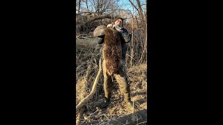 Beaver Trapping, Snare Pole Set On The Creek, BIG BEAVER CAUGHT 52.6 LB Part 1