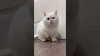 Cats' Funny Shorts:Cute Pet Videos
