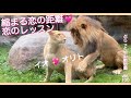 触って欲しい、触りたい、一緒に居たい💓戸惑う2人。初恋美男オリト美女イオのライオン純愛同居生活vol.100@旭山動物園/touch me,touch you.stay with me.lion