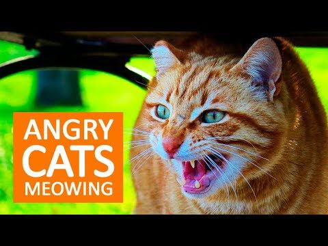 ANGRY CAT SOUNDS. What are some angry cat sounds, and…, by My Pet My Cat
