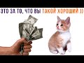 РАБОТА МЕЧТЫ ))) Приколы с котами | Мемозг 1216