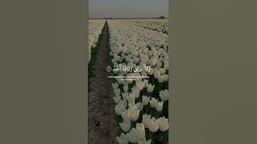 يقُول يا ليتَني قدّمتُ لحياتِي  القارئ رعد الكردي #سورة_الفجر  #اكسبلور