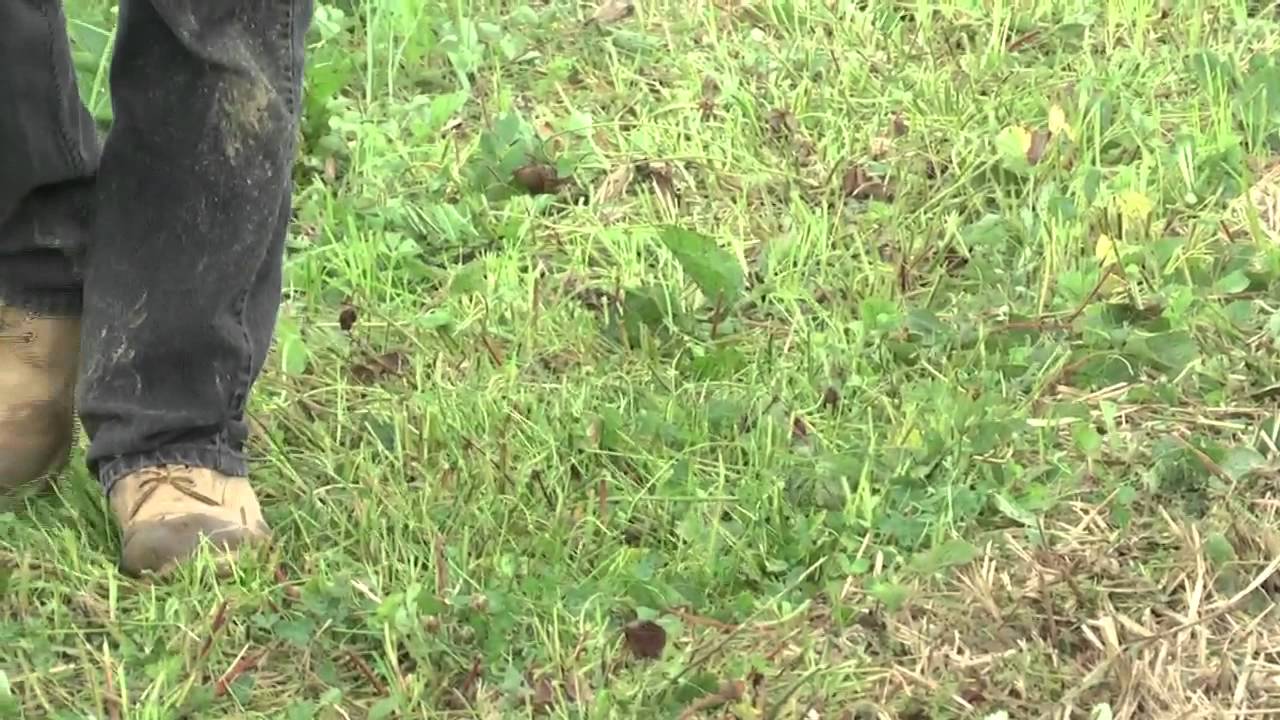 How to Grow Strawberries: Renovating an Old Strawberry Bed