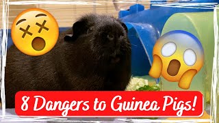 8 Dangers to Guinea Pigs! | GuineaLove Wealth