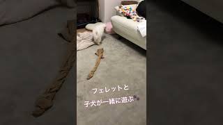 フェレットと子犬一緒に遊ぶ#shorts #dog #ferret #日本スピッツ #japanesespitz #フェレット #puppy