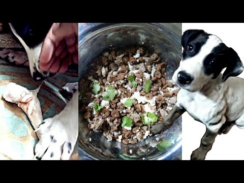 pakistani bully diet