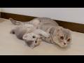 The fate of the kitten that punched its mother was too cute!