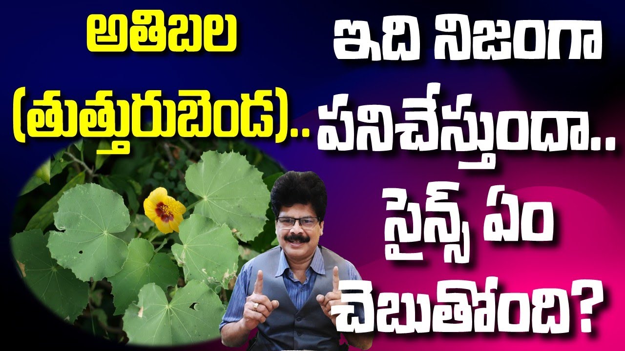 అతిబల (తుత్తురుబెండ).. ఇది నిజంగా పనిచేస్తుందా.. సైన్స్ ఏం చెబుతోంది? Dr Murali Manohar Chirumamilla