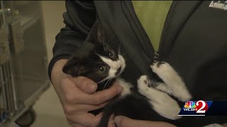 Orange County needs foster parents ahead of 'kitten season'