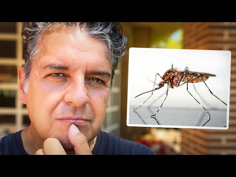 Video: Apakah leishmaniasis pada anjing?