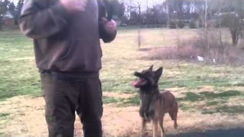 How to teach any dog the forced fetch / retrieve Part 4