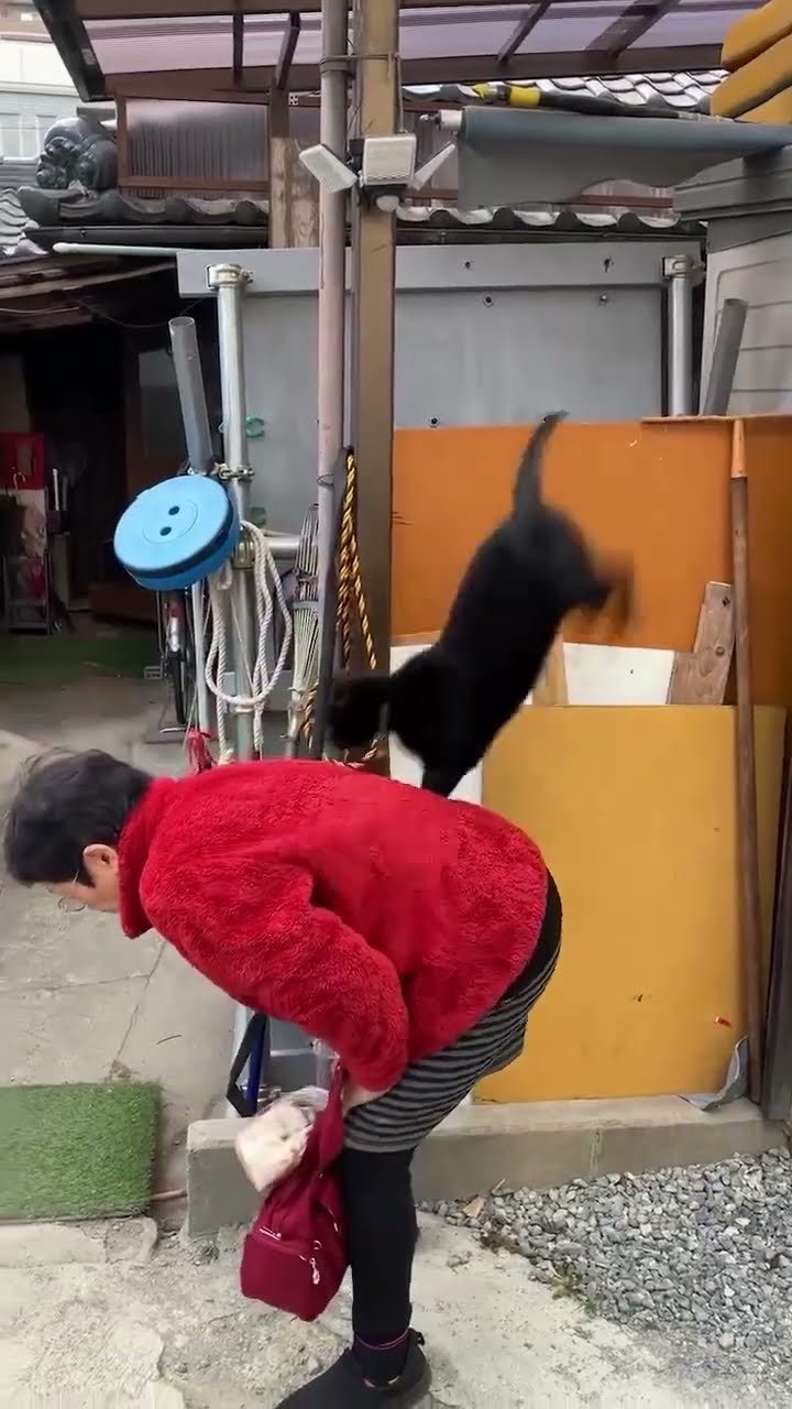 Très drôle le chat