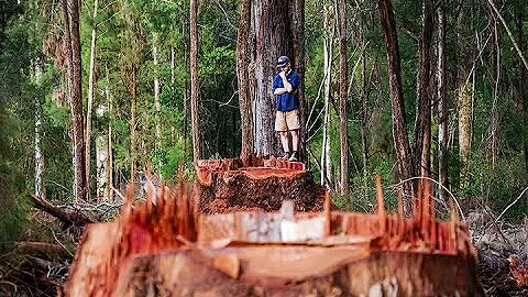 Hot Topic in a  Hot Spot - WA Govt Forest Survey 2...