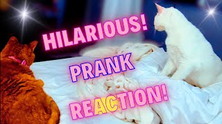 Just Couldn’t Resist Pranking My Cats 👑🎩😹 by 👑 Miss Lulu & 🎩 Sir Dub-B  143 views 5 months ago 47 seconds