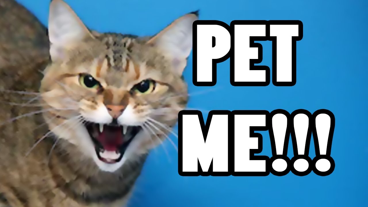 Funny Cat Videos Voice Overs