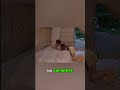 She Built a Cozy Forest Tent Home With Her Dog 🌧️🏕️