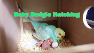 Baby Budgie Hatching by Budgie Breeder1 5,564 views 2 years ago 1 minute, 44 seconds