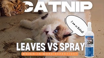 Kittens Try Catnip for the First Time! Dry Leaves vs Spray